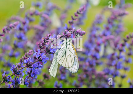 Una chiusura del nero-bianco venato (Aporia crataegi) su un prato salvia (Salvia pratensis). Foto Stock