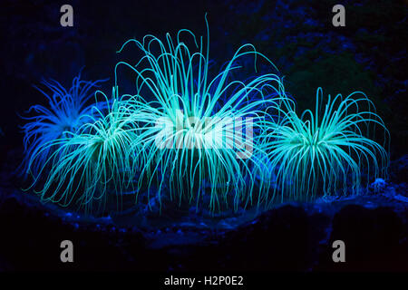 Cilindro (anemone Cerianthus membranaceus), noto anche come il tubo colorato anemone in acquario di Biarritz in Biarritz, Francia. Foto Stock