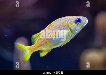 Grunt francese (Haemulon flavolineatum). Pesci marini. Foto Stock