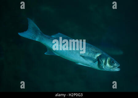 Thicklip cefali (Chelon labrosus). Foto Stock