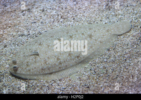 Suola senegalesi (Solea senegalensis). Pesci marini. Foto Stock