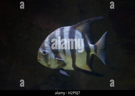 Atlantic spadefish (Chaetodipterus faber). Pesci marini. Foto Stock