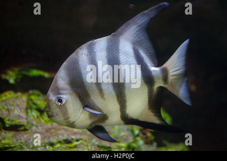 Atlantic spadefish (Chaetodipterus faber). Pesci marini. Foto Stock