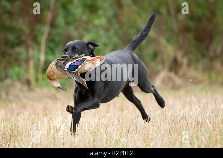 Il labrador retriever su uno scivolo Foto Stock