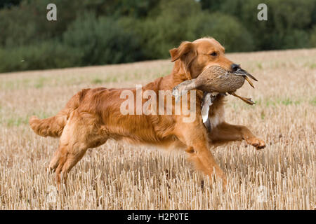 Il golden retriever su un tiro il recupero di un anatra Foto Stock