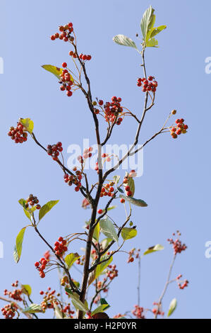 Rami di sorbo montano comune (Sorbus aria) con il rosso scuro dei frutti. Foto Stock