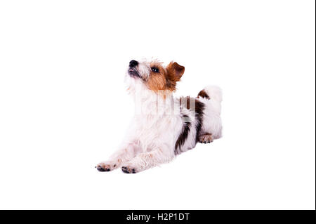 Nizza, cute cane Jack Russell Terrier con piacere guarda la telecamera e sorridente. Chuckle. trick. animale emotivo Foto Stock