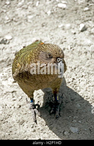 Un uccello kea pende intorno alla ricerca di Ford da ignari turisti in Arthur's Pass, Fjordland National Park, Nuova Zelanda. Foto Stock