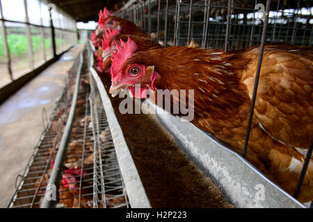 La Nigeria, stato di Oyo, Ibadan, villaggio Ilora, strato di uovo di gallina mantenendo in gabbie / Eierproduktion, Legehennenhaltung in Kaefigen Foto Stock