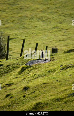 Un coniglio solitario acronimo di alert su Mount Manganui, in Tauranga, Nuova Zelanda. Foto Stock
