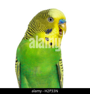 Close-up di Melopsittacus undulatus, noto anche come Budgie con becco aperto, isolato su bianco Foto Stock