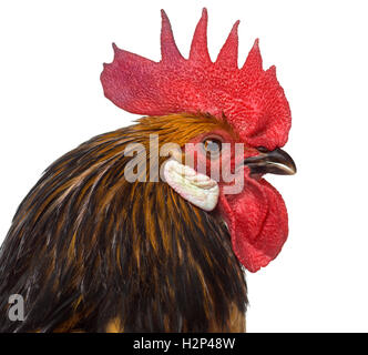 Close-up di un gallo Bassette isolato su bianco Foto Stock