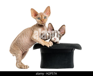 Due devon rex gattini uscendo da un cappello isolato su bianco Foto Stock