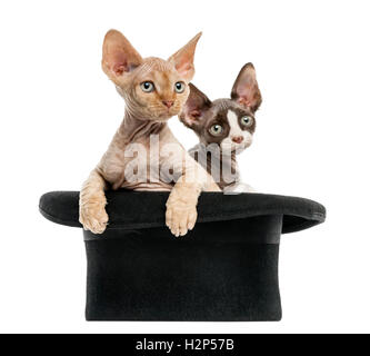 Due devon rex gattini uscendo da un cappello isolato su bianco Foto Stock