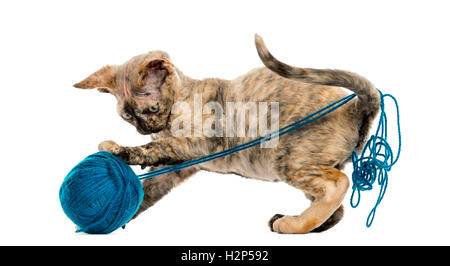 Vista laterale del Devon Rex cat giocando con una palla di lana isolato su bianco Foto Stock