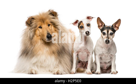 Gruppo di tre cani; Scotch Collie, 3 anni di età e due Jack Russell Terrier, 9 anni e 7 anni, isolato su bianco Foto Stock
