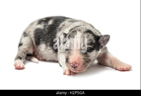 3 giorni vecchio cucciolo incrocio isolato su bianco Foto Stock