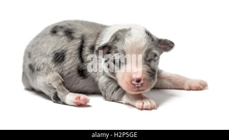 3 giorni vecchio cucciolo incrocio isolato su bianco Foto Stock