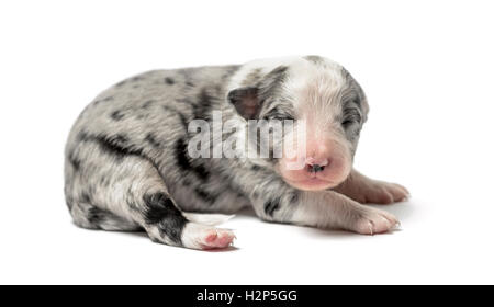 3 giorni vecchio cucciolo incrocio isolato su bianco Foto Stock