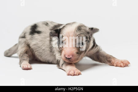 3 giorni vecchio cucciolo incrocio isolato su bianco Foto Stock