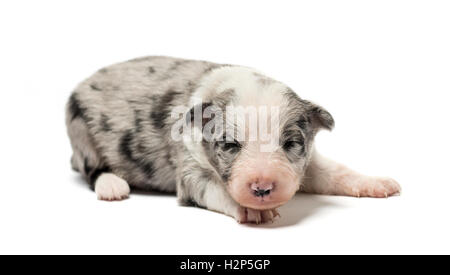 3 giorni vecchio cucciolo incrocio isolato su bianco Foto Stock