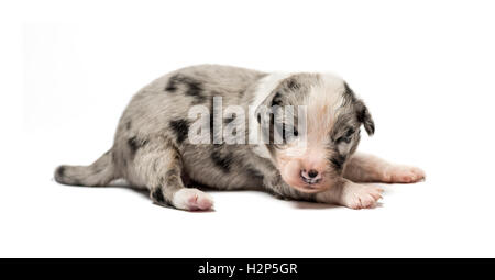 3 giorni vecchio cucciolo incrocio isolato su bianco Foto Stock