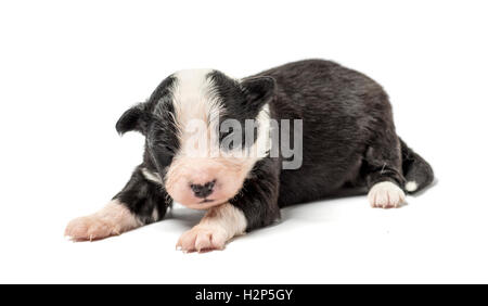 8 giorni vecchio cucciolo incrocio isolato su bianco Foto Stock