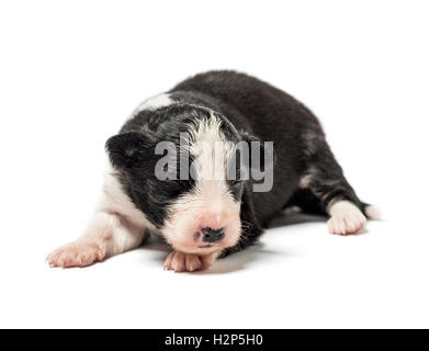 8 giorni vecchio cucciolo incrocio isolato su bianco Foto Stock