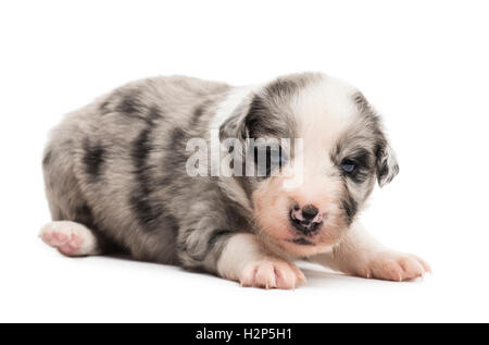 21 giorni vecchio cucciolo incrocio isolato su bianco Foto Stock