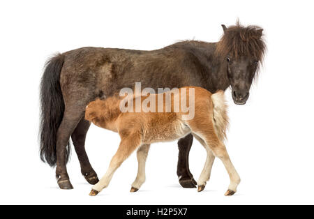 Vista laterale di una madre poney e il suo puledro alimentare contro uno sfondo bianco Foto Stock