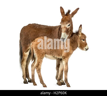 Madre provenza asino e il suo puledro isolato su bianco Foto Stock