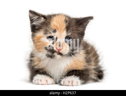 European Shorthair kitten, 1 mese vecchio, sdraiato, isolato su bianco Foto Stock