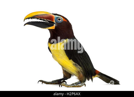 Aracari verde aprendo il suo becco, Pterogossus Viridis isolato su bianco Foto Stock