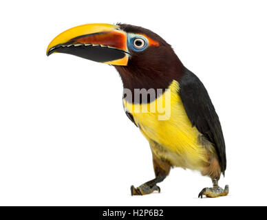 Aracari verde guardando la telecamera, Pterogossus Viridis isolato su bianco Foto Stock