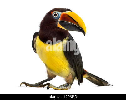 Vista laterale di un verde aracari, Pterogossus Viridis guardando la telecamera isolato su bianco Foto Stock