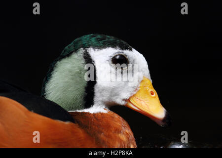 Anatra Mandarina Foto Stock