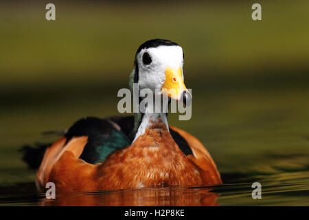 Anatra Mandarina Foto Stock