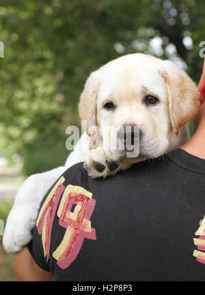 Piccolo giallo labrador cucciolo di una spalla di un uomo Foto Stock