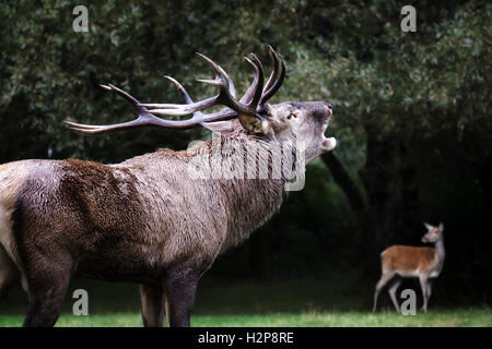 Un cervo maschio in primo piano con le sue possenti corna. Con la bocca emette il classico ruggito nella stagione degli amori. Foto Stock