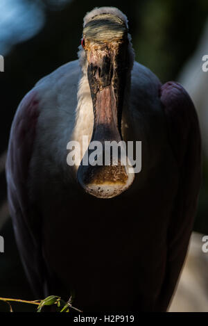 Ajaja ajaja,Roseate spoonbill,Rosalöffler,Rosaloeffler,Rosa,Loeffler,Vogel,Bird Foto Stock