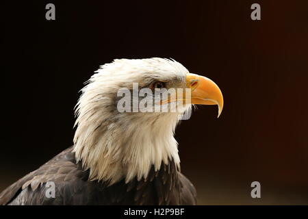 Ritratto di un aquila calva Foto Stock