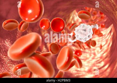 Le cellule del sangue, illustrazione del computer. Le cellule rosse del sangue e di cellule bianche del sangue all'interno di un vaso sanguigno. Foto Stock