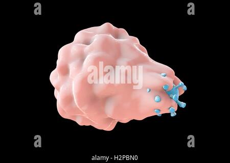 Illustrazione del calcolatore di fagocitosi-come assorbimento di un virus da una cellula ospite; il primo stadio di infezione virale della cellula ospite. Questo tipo di voce virale è caratteristico di alcuni virus come virus herpes simplex virus che possono infettare sia professionale Foto Stock