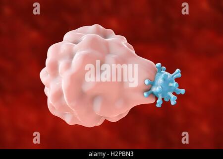 Illustrazione del calcolatore di fagocitosi-come assorbimento di un virus da una cellula ospite; il primo stadio di infezione virale della cellula ospite. Questo tipo di voce virale è caratteristico di alcuni virus come virus herpes simplex virus che possono infettare sia professionale Foto Stock