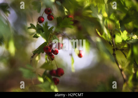 Frutti di Bosco in autunno sole che splende splendidamente attraverso foglie verdi Foto Stock