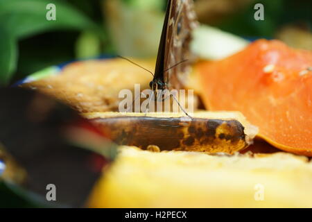 Farfalle bellissime dalla Cockrell Butterfly nel centro del quartiere dei musei, Houston, Tx Foto Stock