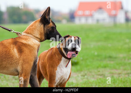 Malinois belga giovane cucciolo un cane Boxer in amore Foto Stock