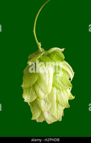 Fiori di luppolo semi cono su sfondo verde. Luppolo Humulus lupulus, utilizzati come aromatizzanti e agente di stabilità nella birra. Foto Stock