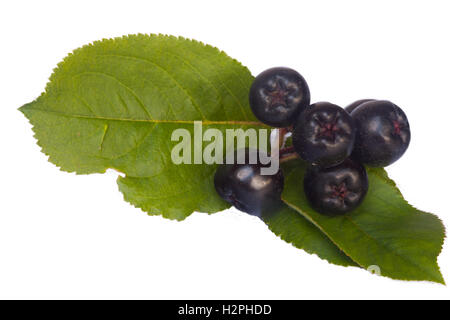 Chokeberries nero con foglie separate su bianco Foto Stock
