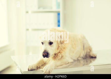 Close up di golden retriever cane in clinica veterinaria Foto Stock